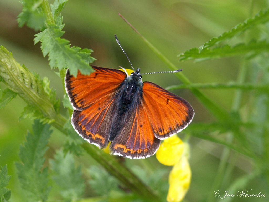 Rode vuurvlinder, Lycaena  hippothoe.JPG